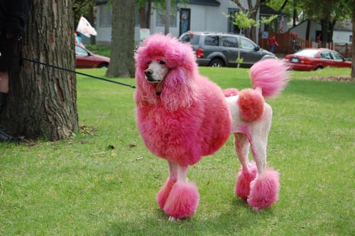 Perro. Pink dog-1